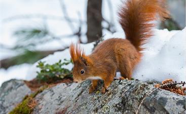 Eichhörnchen