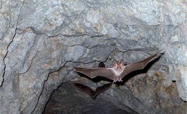 Fledermaus