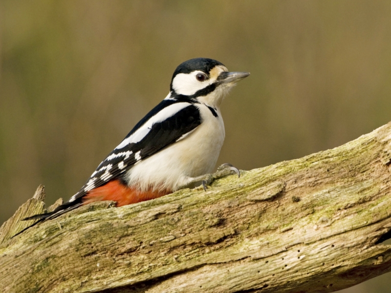 Singvögel