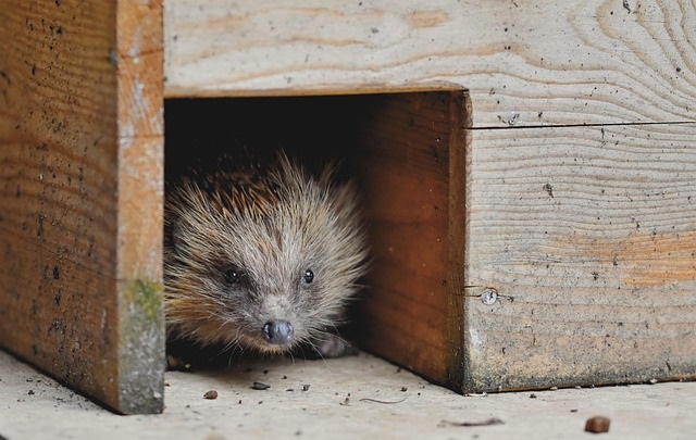 Igel