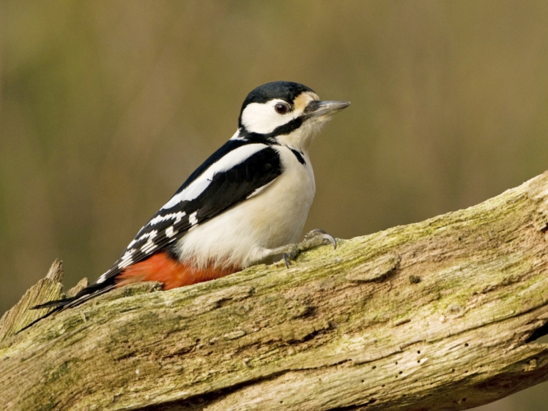 Vögel mit Gezwitscher