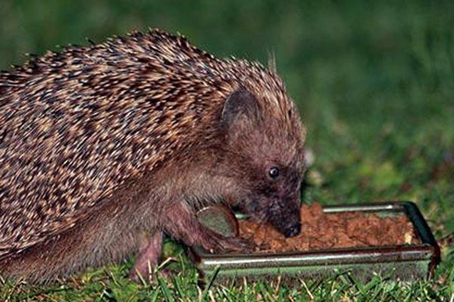 Tiere im Garten Tiere im Garten