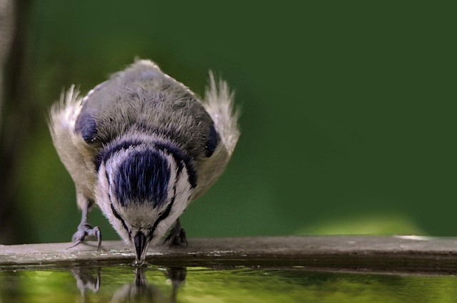 Vogeltränken hängen