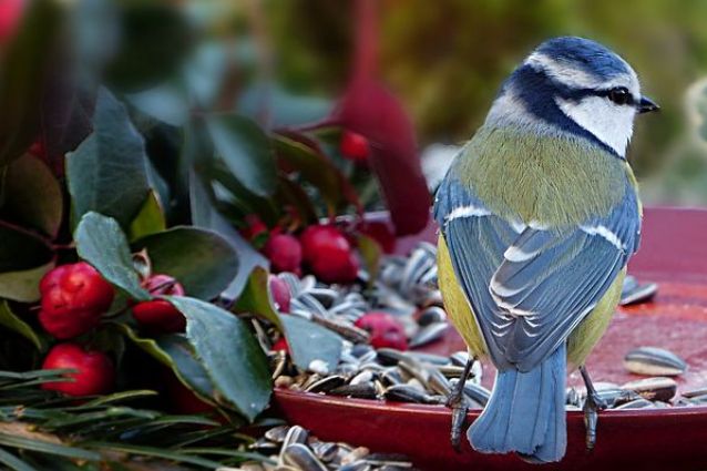 Vogelfutter