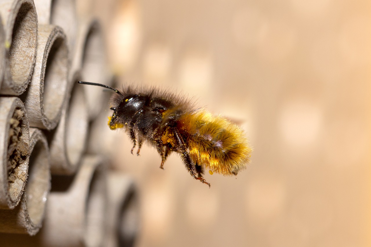 Bienen- & Insektenhotel