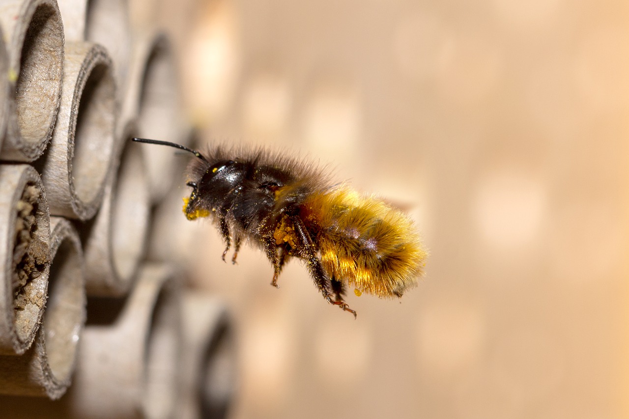 Bienen & Insektenhotel