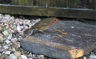 Getrocknete Insekten