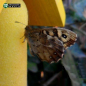Preview: Futterstation für Schmetterlinge