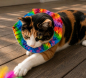 Preview: Birdsbesafe® Katzen-Halskrause Cassidy