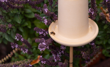 Preview: 3in1 Ohrwurmhaus & Florfliegenhaus & Insektentränke