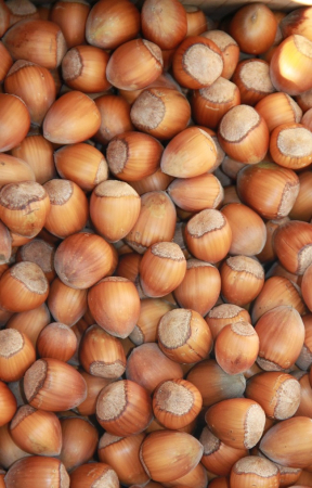 Haselnüsse gross - in der Schale 1 kg