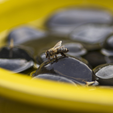 Bienen- und Schmetterlingstränke rund