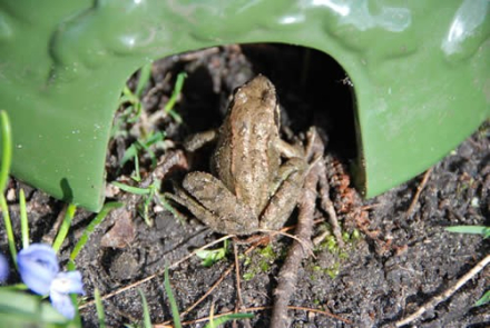 Frosch- und Krötenhaus grün