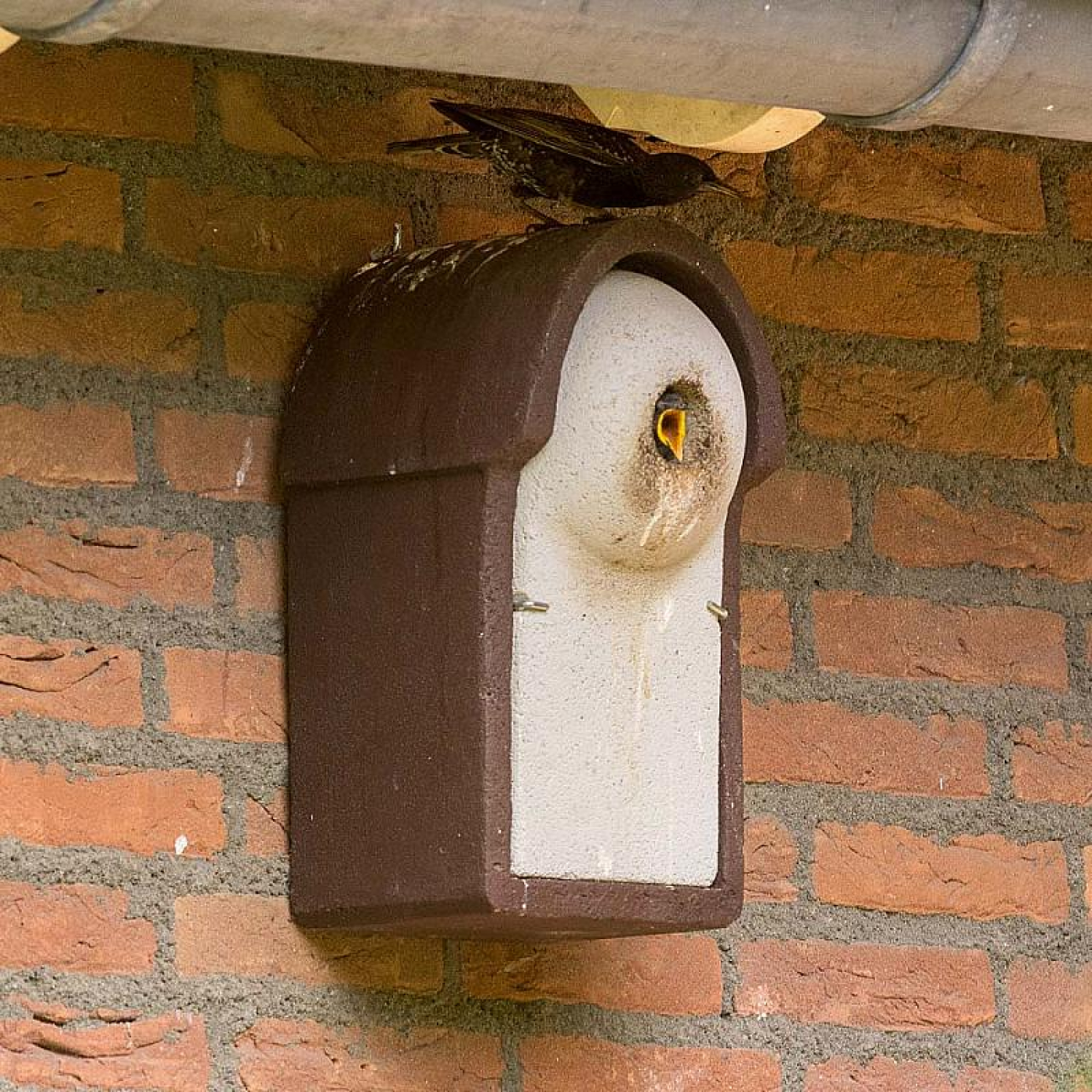 Nistkasten Holzbeton für Stare