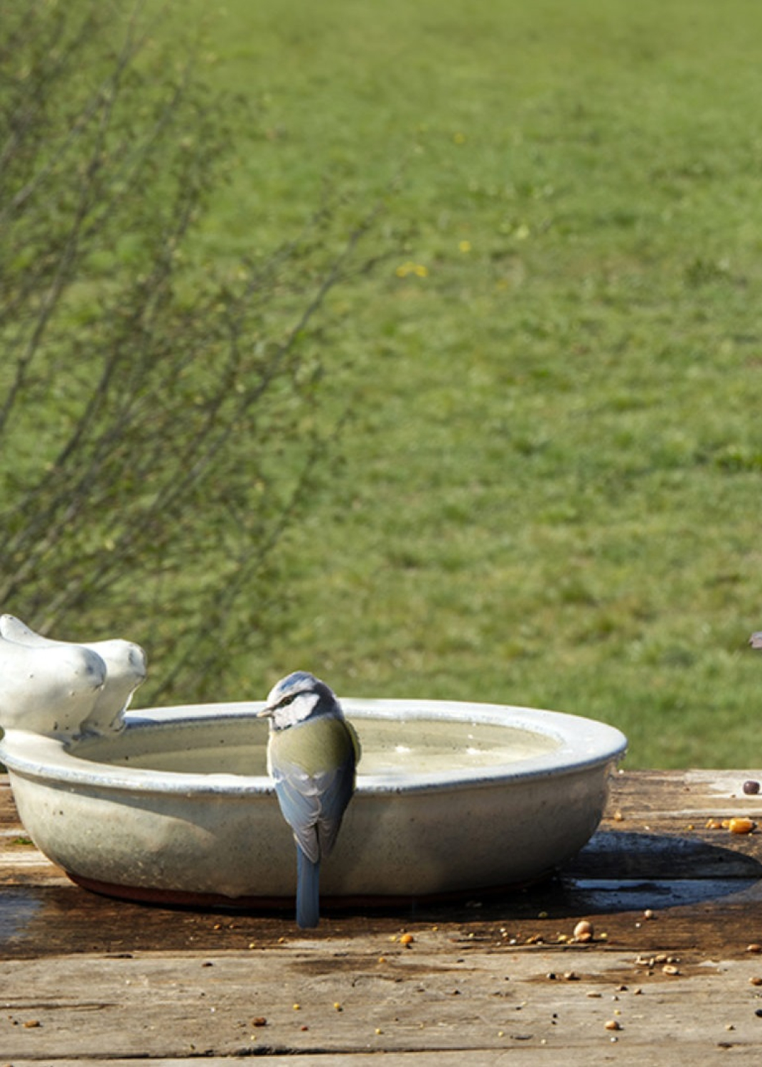 Vogeltränke Keramik rund