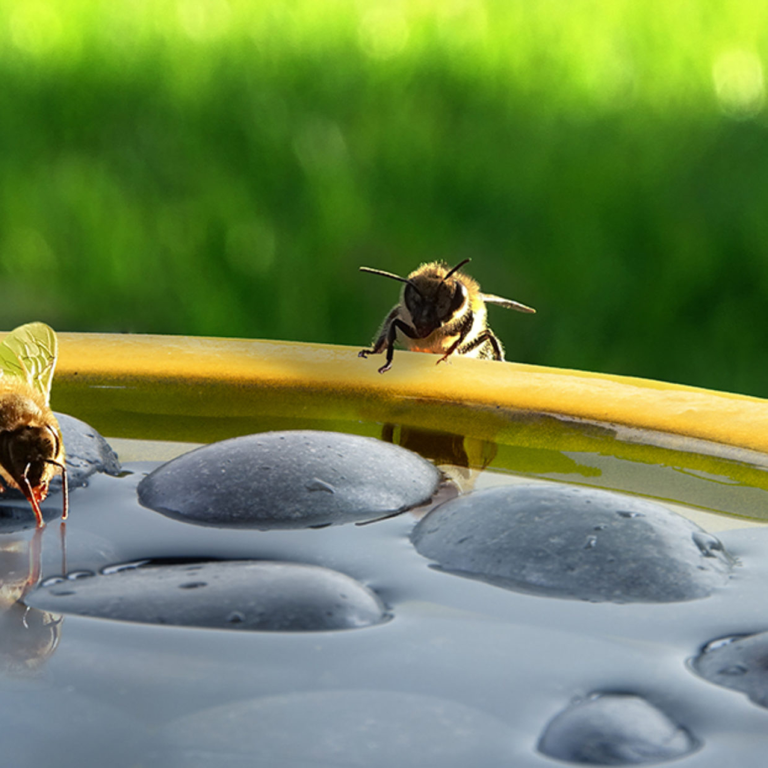 Bienen- und Schmetterlingstränke rund