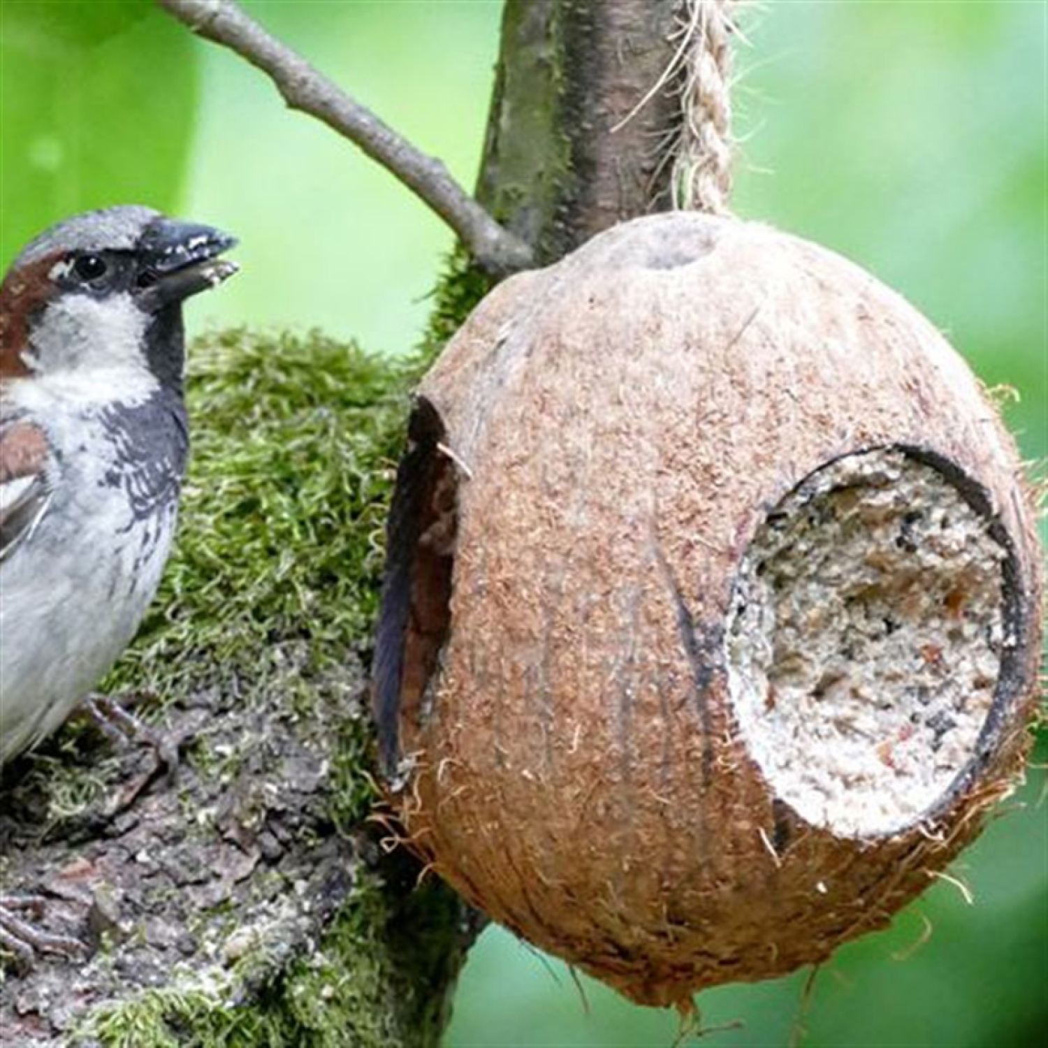 Kokosnuss mit 3 Löchern - gefüllt